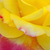 Żółto - różowy  - Róża wielkokwiatowa - Hybrid Tea - Horticolor